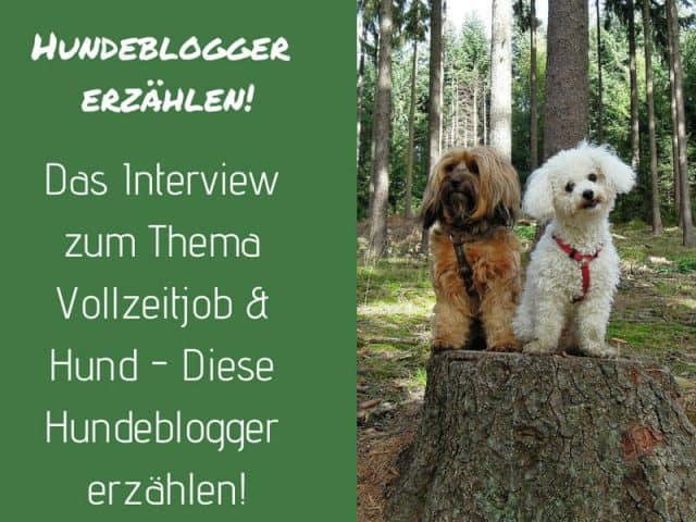 hundeblogger-vollzeitjob-hund-job