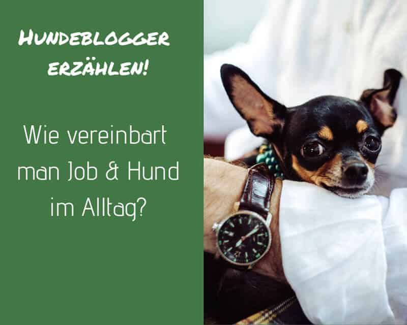 job-hund-alltag-vollzeitjob