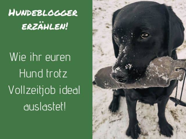 auslastung-hund-job-trotz-vollzeitjob