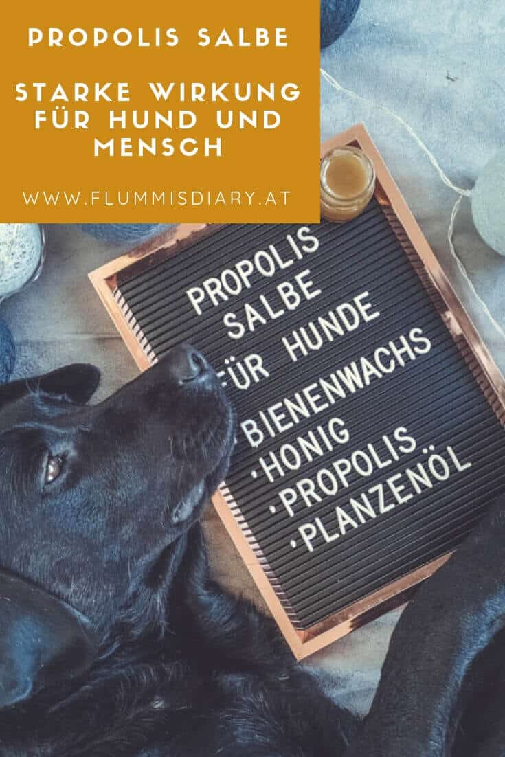 diy-hund-propolis-salbe-bienen