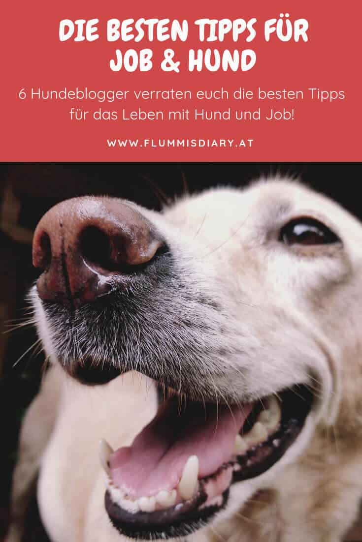 tipps-job-hund-arbeit