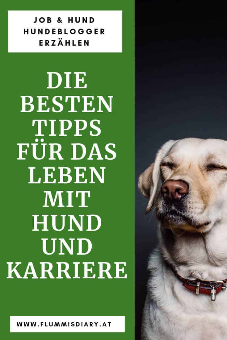 tipps-job-hund-blogger