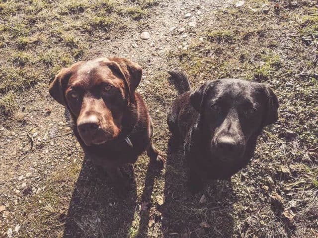 flummi-hundetagesstätte-erfahrung