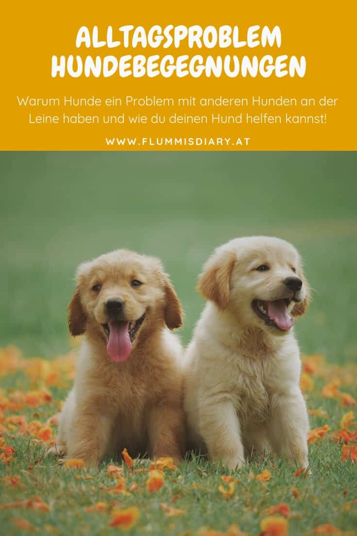 hunde-begegnungen-leine-problem