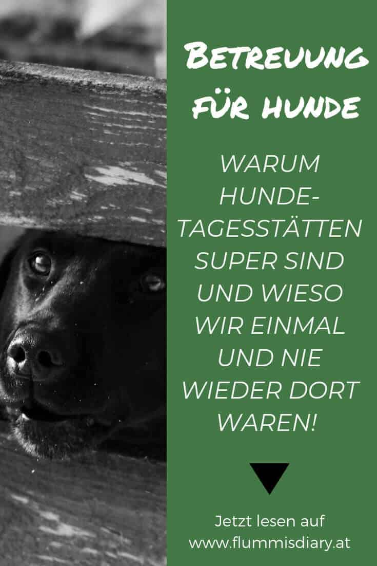 hunde-tagesstaette-betreuung-dogsitter