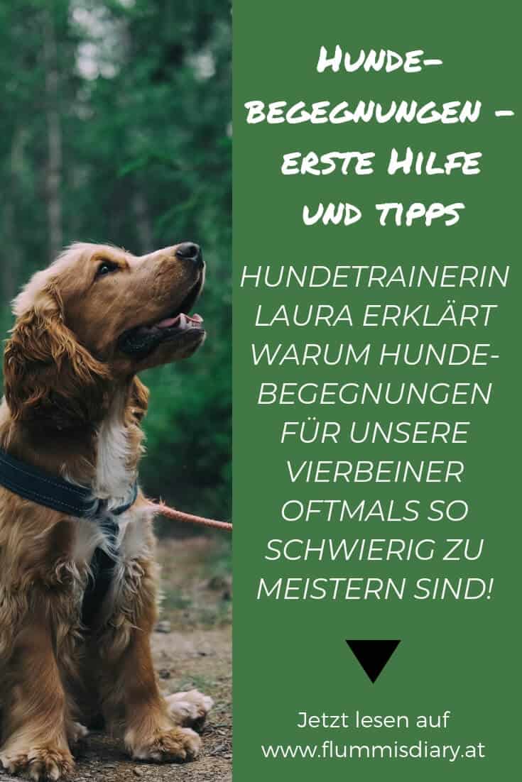 hundebegegnungen-leine-problem-hundetrainer