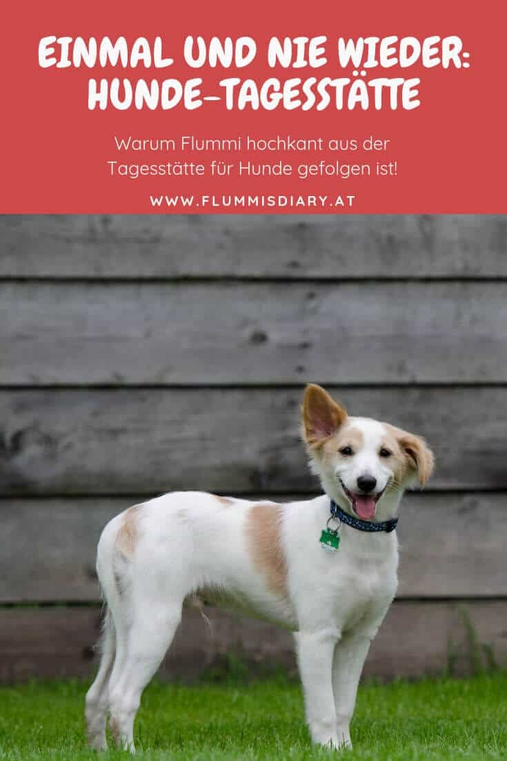 hundetagesstätte-hundepension-betreuung-hund