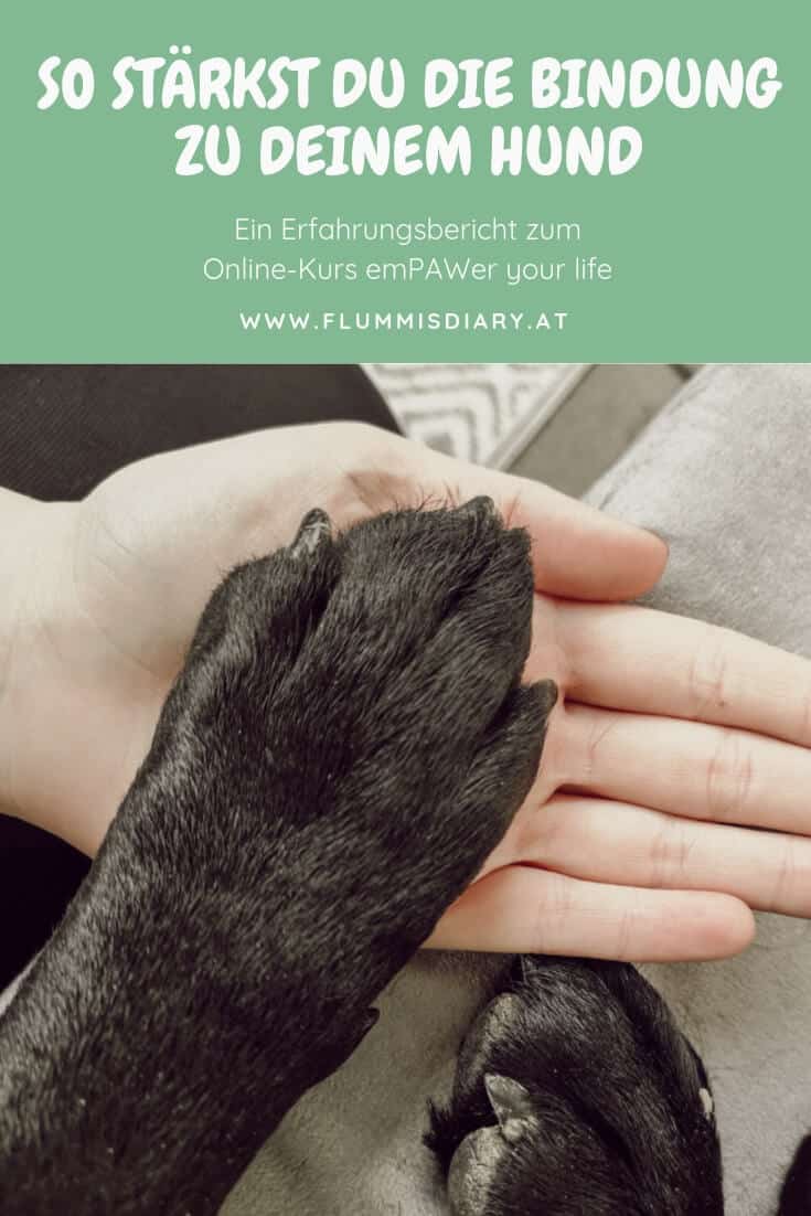 bindung-hund-pawsitive-life