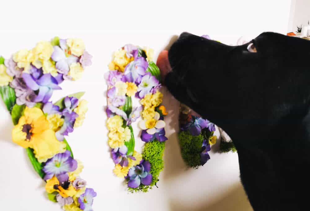 floral-letters-fuer-hunde-blog-diy