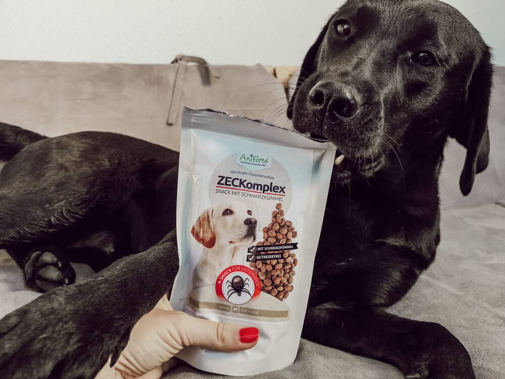 hunde-zecken-schutz-