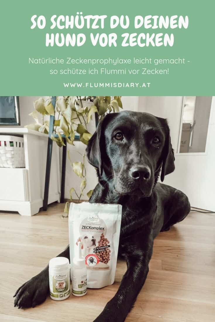 natürlicher-zeckenschutz-hund