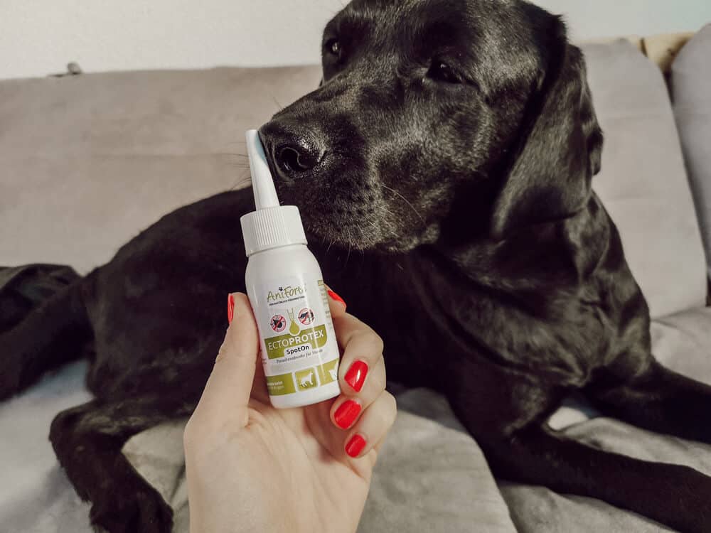 ohne-chemie-zeckenschutz-hund