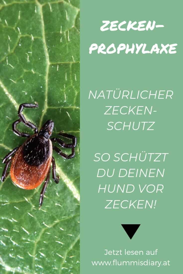 zeckenschutz-hund-tipps