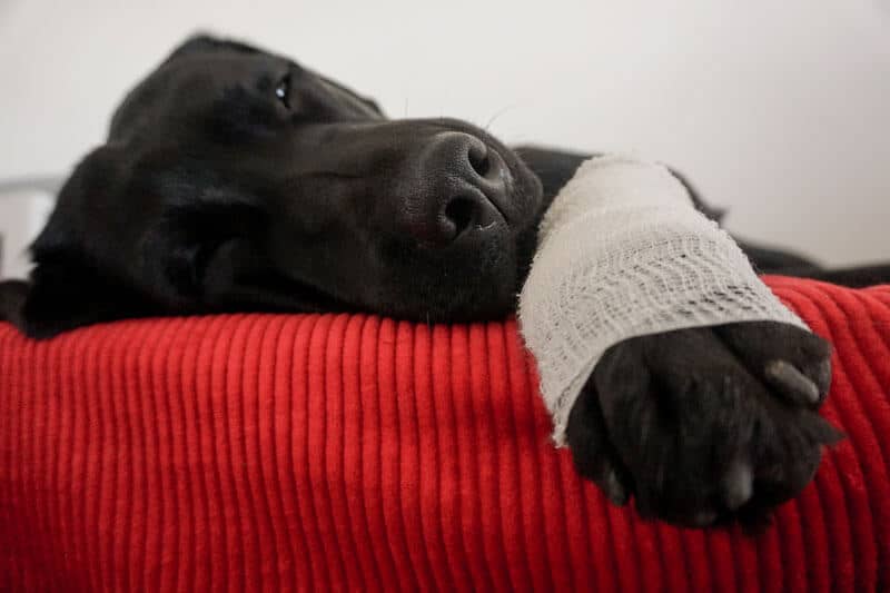 hunde-apotheke-hausapotheke
