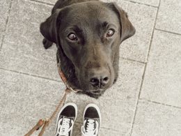 ausstattung-fuer-hundeeltern-flummis-diary