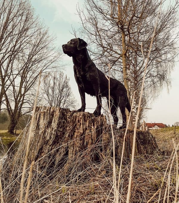 anti-jagd-training-hund-training-plan