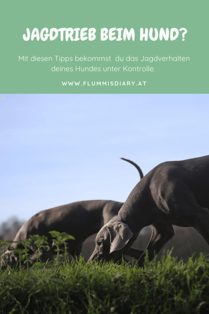 anti-jagd-training-jagdtrieb-hund-tipps