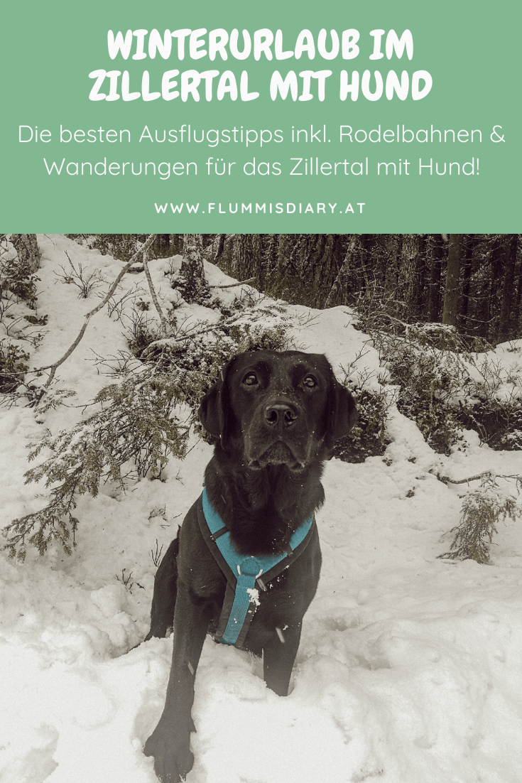 zillertal-mit-hund-im-winter-winterurlaub-erfahrung-rodeln-wandern