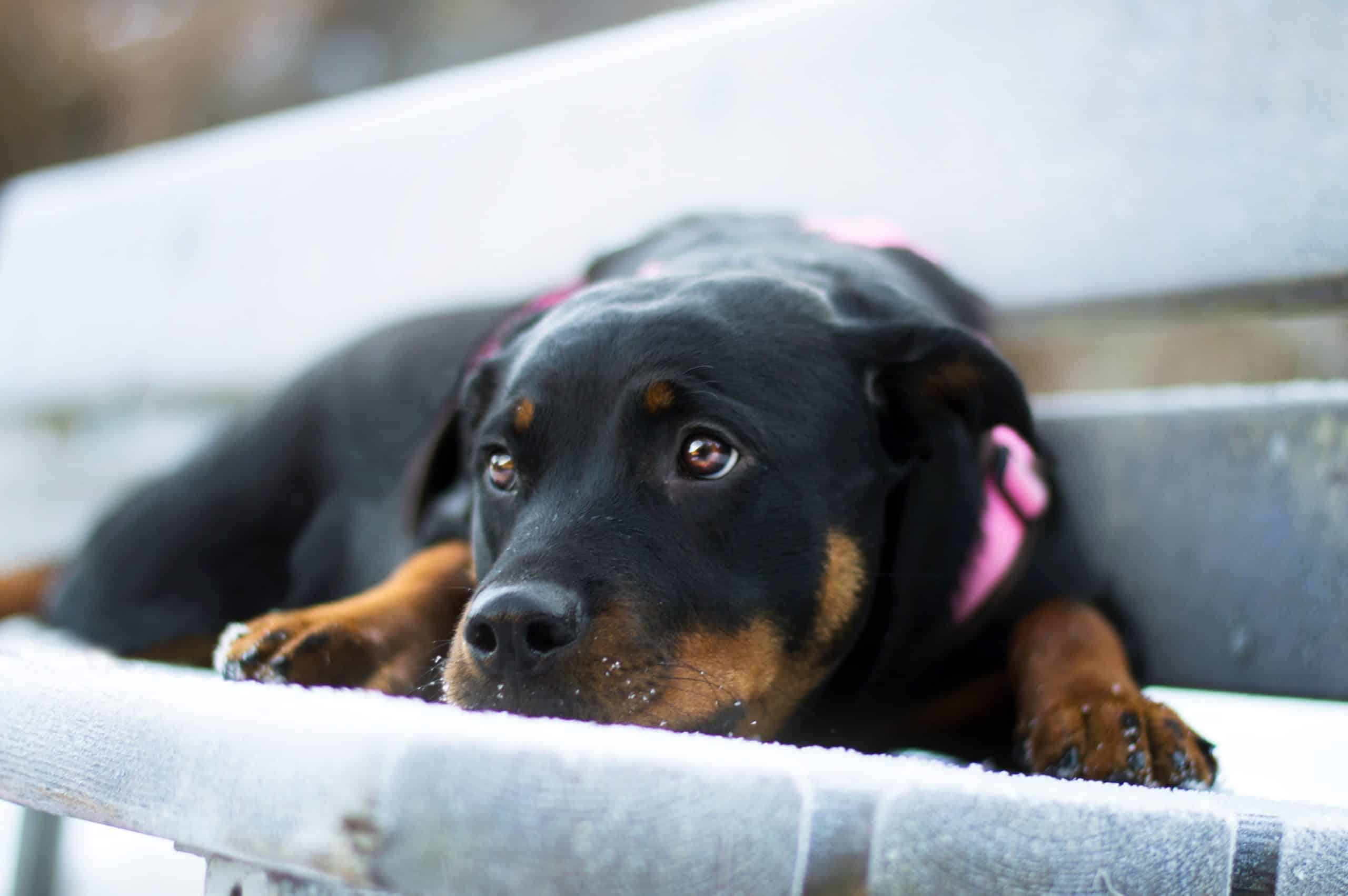 hunde-blog-rottweiler-rasse-rasseportrait