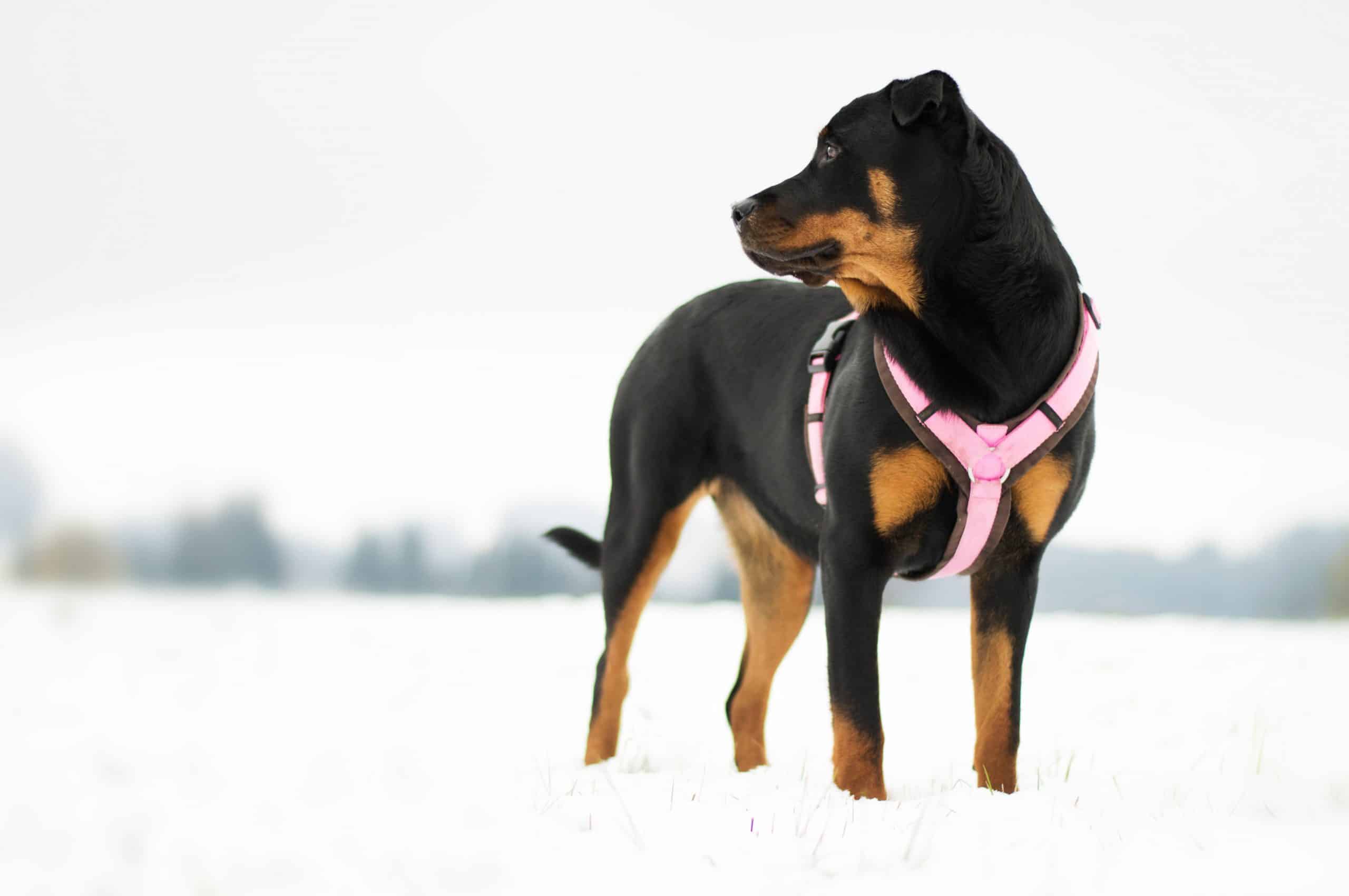 hundeblog-rasse-rottweiler-portrait