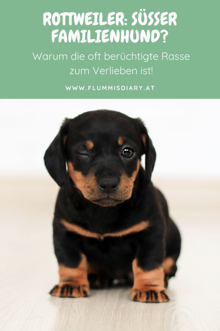 rottweiler-rasseportrait-rasse-gefährlich-hund