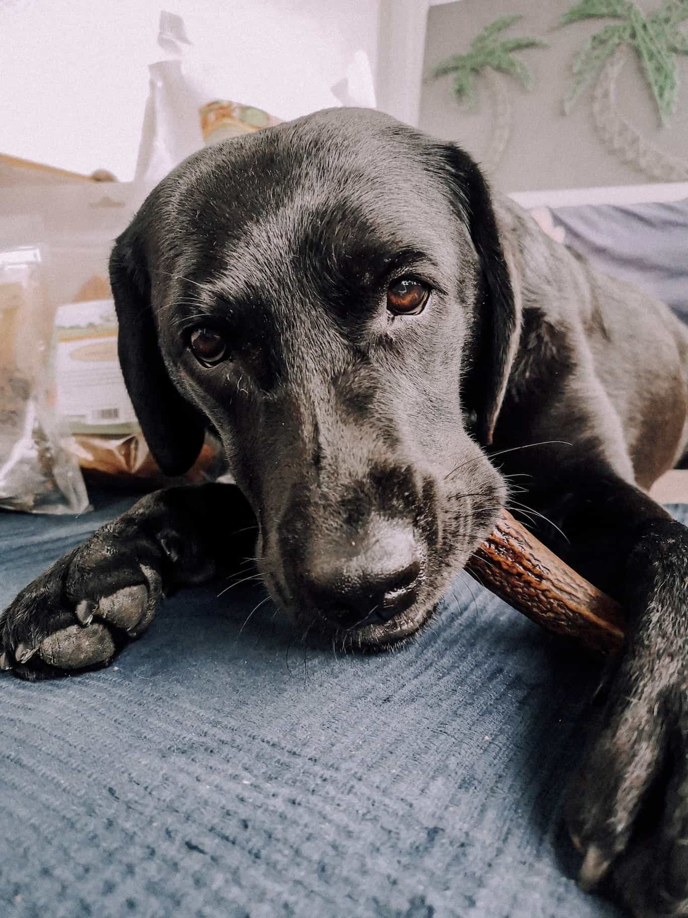 bellfor-hundefutter-im-test-geweih-kauartkel-blog