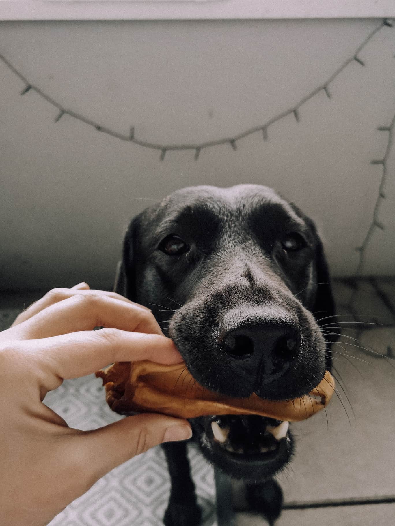 bellfor-hundefutter-lammohr-blog-flummi