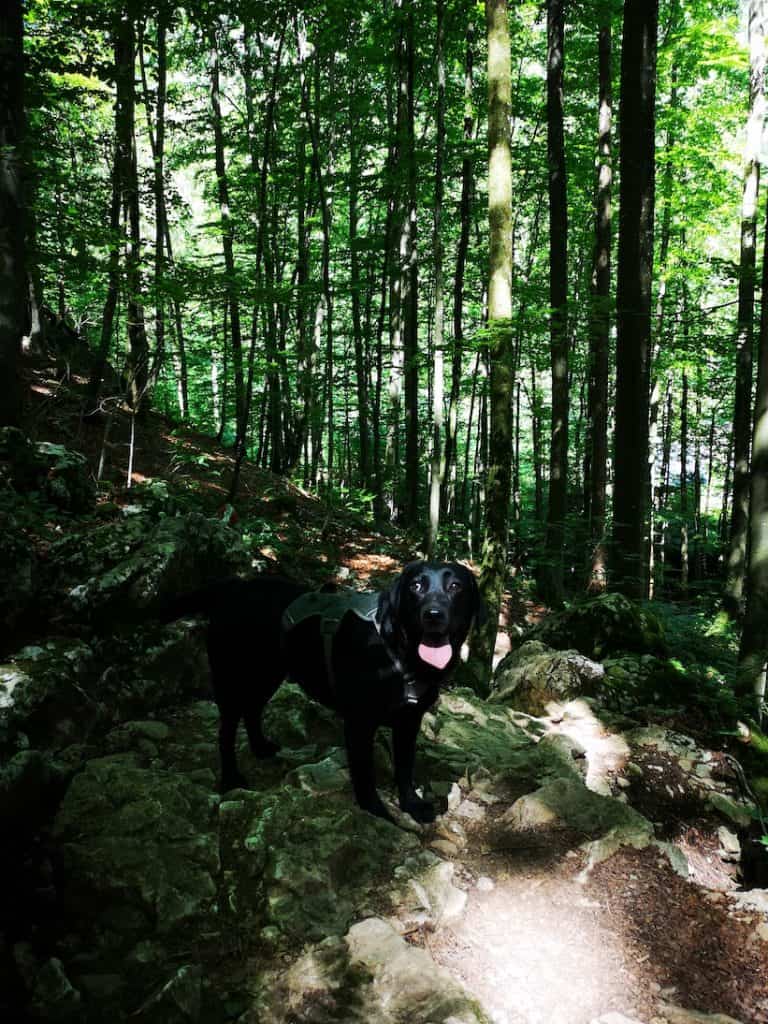 kleiner-sonnstein-mit-hund-tipps-salzkammergut