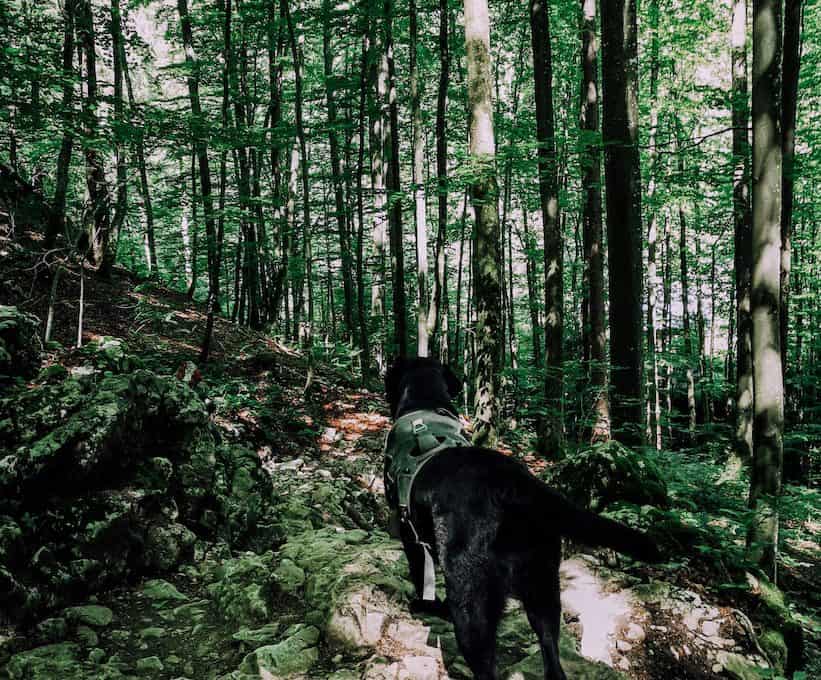 sonnstein-hund-wanderung-mit-hund