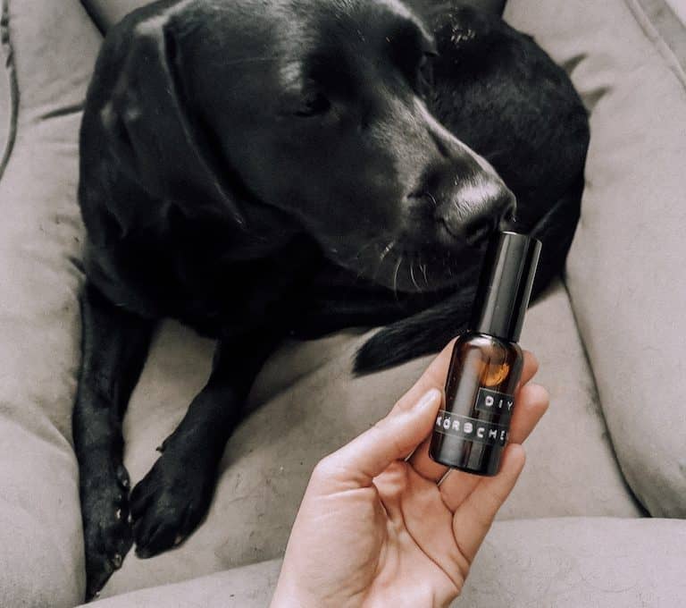 diy-koerbchen-spray-hund-hundebett-bett-kissen-frisch