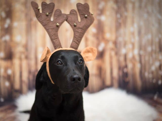 flummis-diary-blog-hund-weihnachten-2020