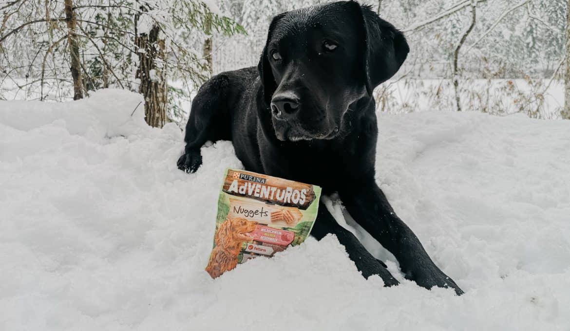 adventuros-ausflug-tipps-inspo-ideen-hund-weihnachten