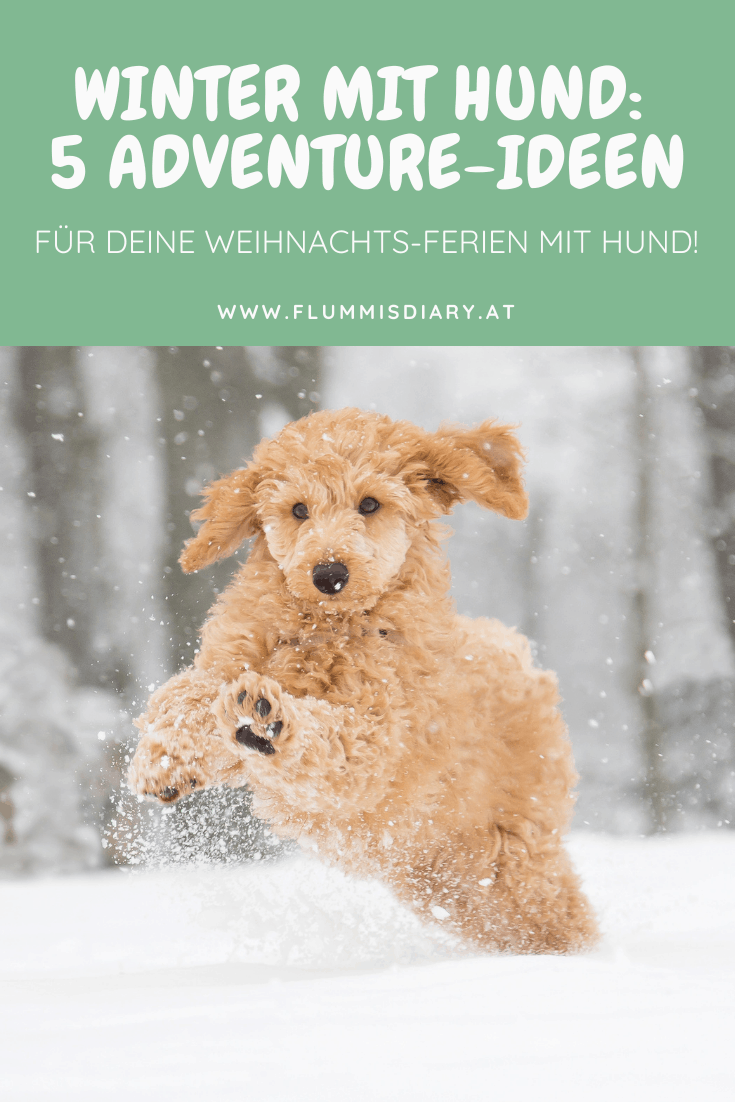 ausflugsideen-inspo-hund-winter-wanderung-weihnachten