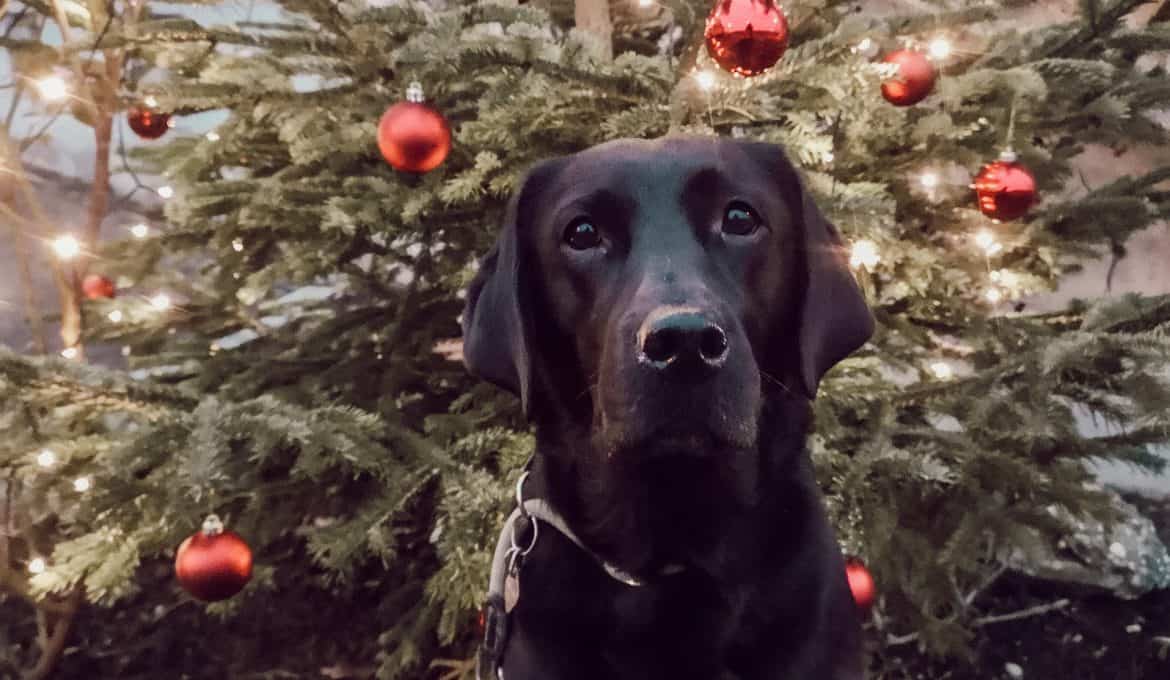 blogparade-weihnachten-mit-hund-hundeblog