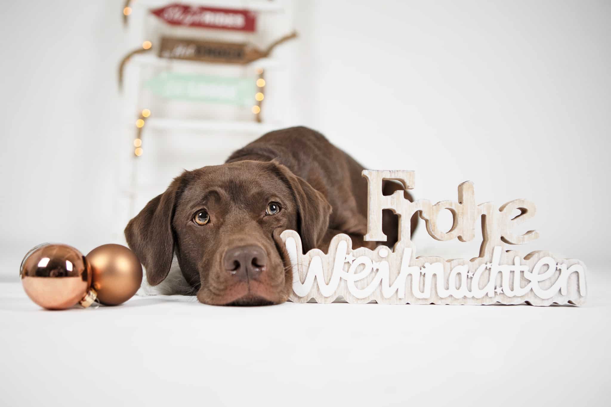 weihnachten_mit_hund_tipps-1