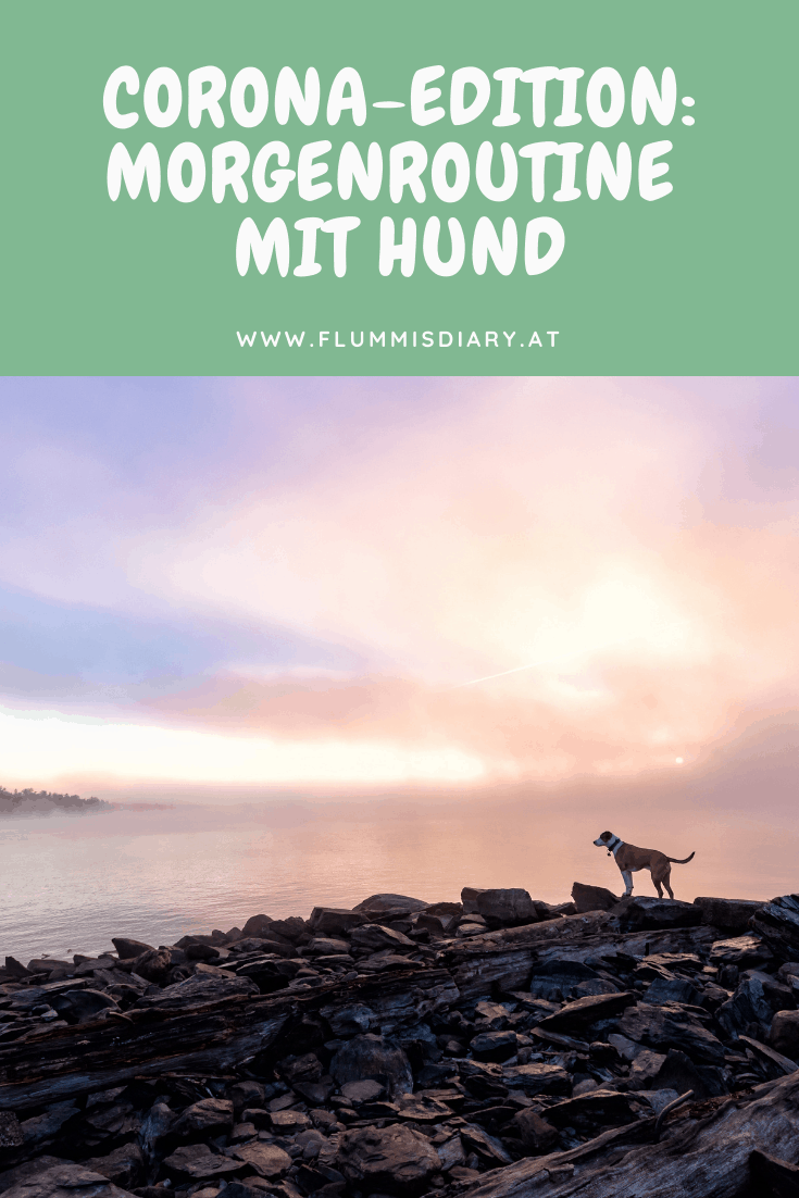morgenroutine-mit-hund-im-home-office-tipps-flummisdiary
