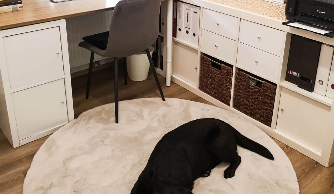 arbeitszimmer-mit-hund-home-office-hunde