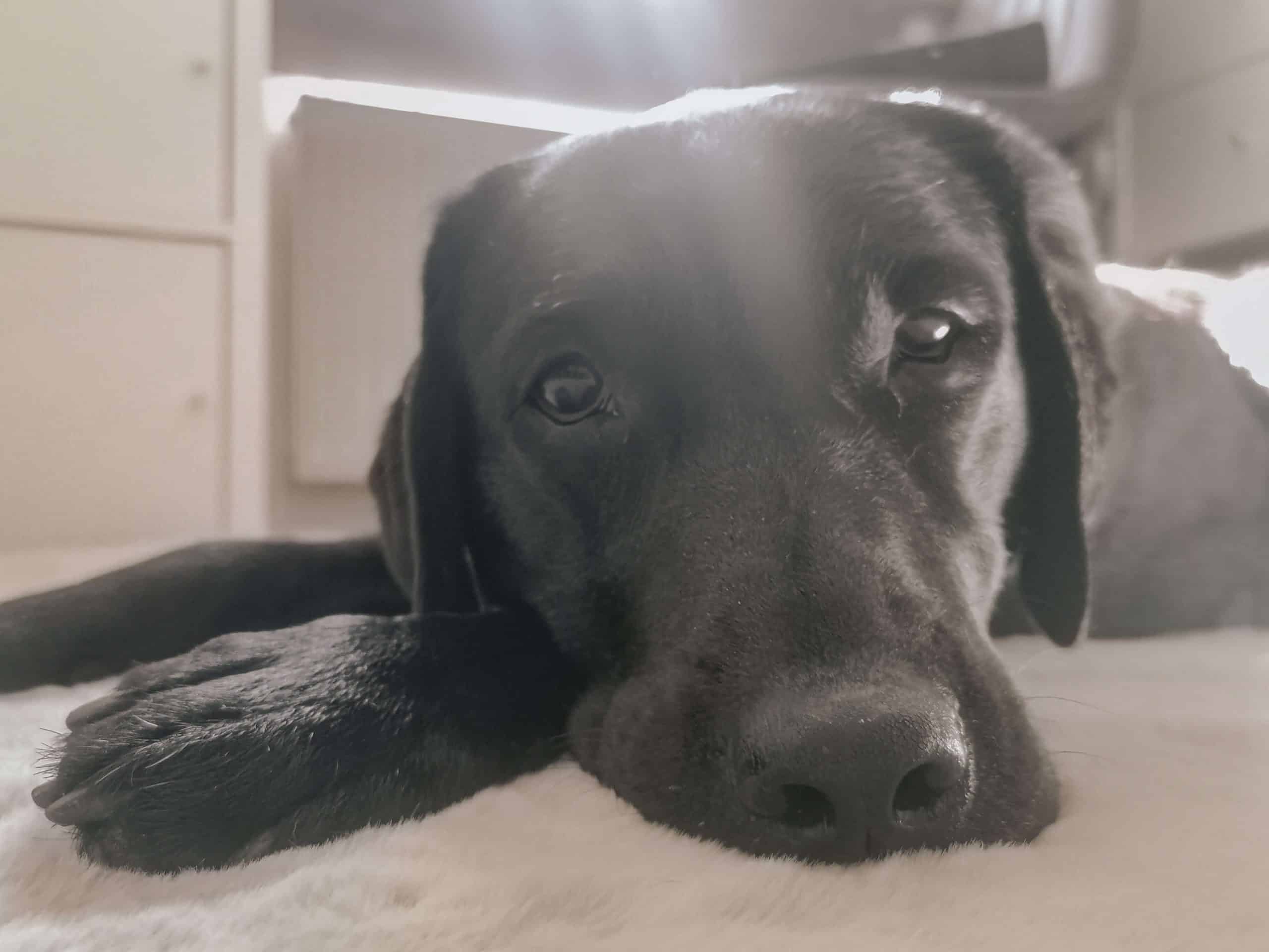 arbeitszimmer-mit-hund-home-office-hunde-officedog