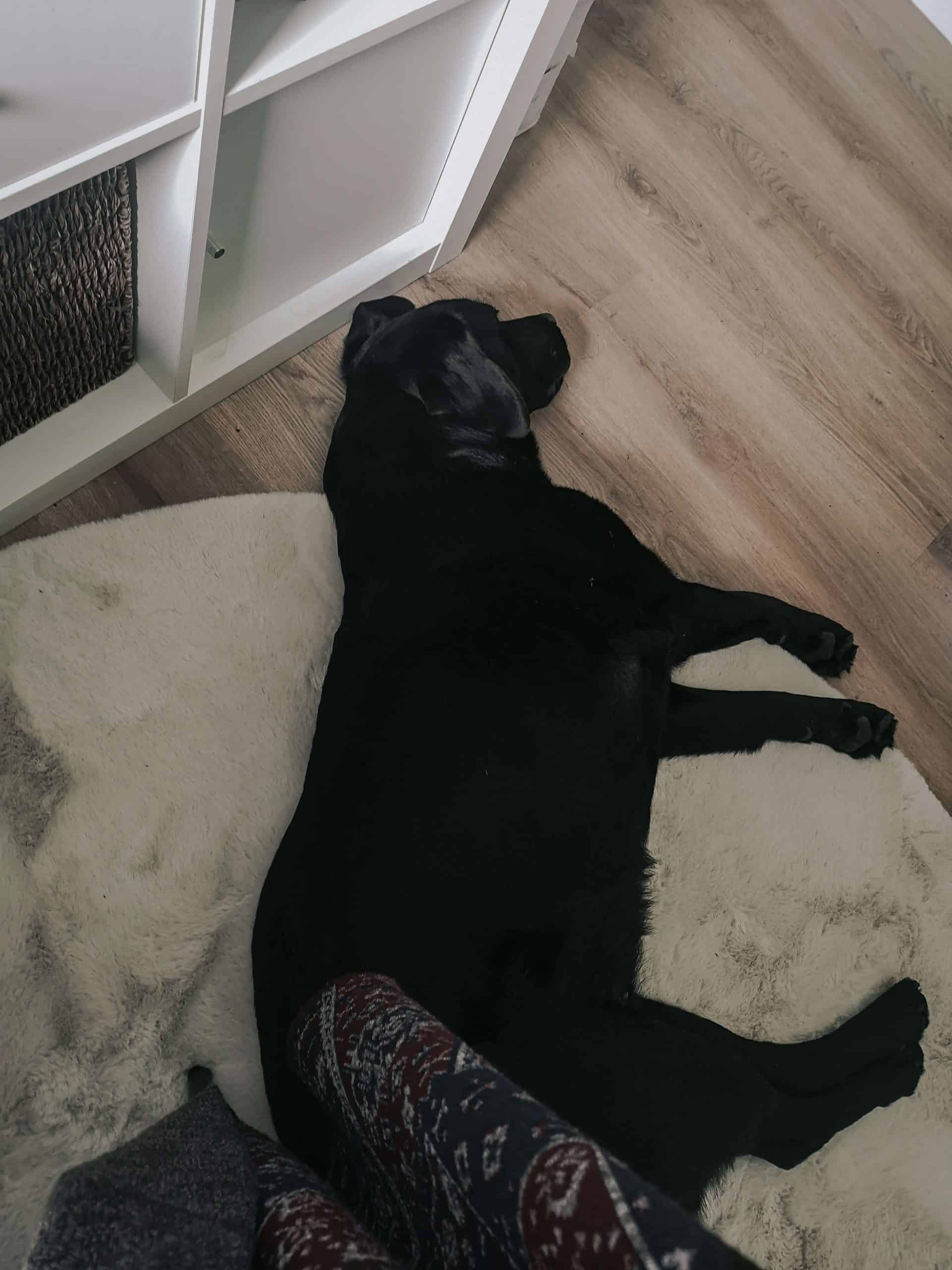 interior-einrichtung-homeoffice-arbeitszimmer-hund-office