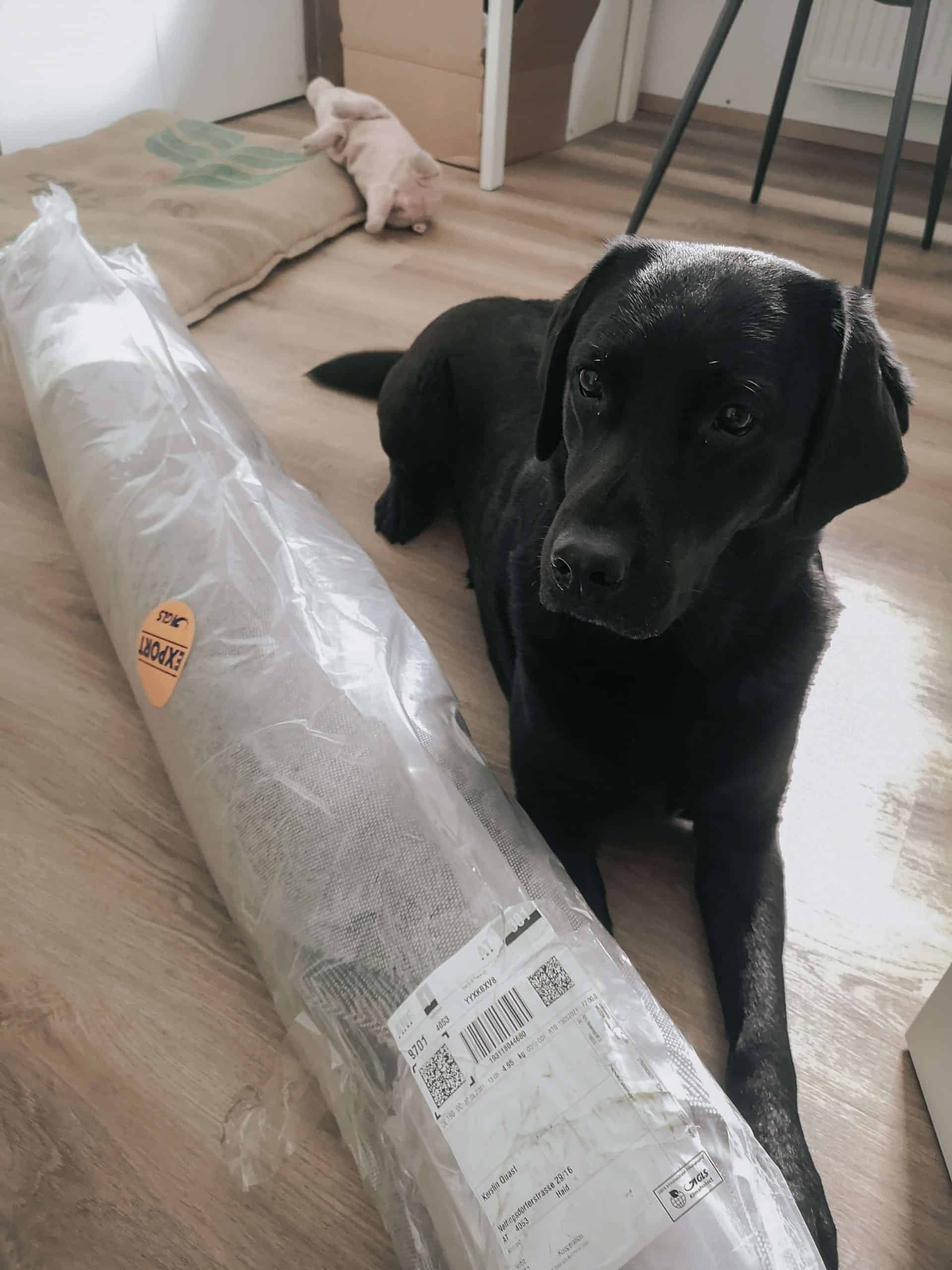 interior-einrichtung-homeoffice-arbeitszimmer-hund