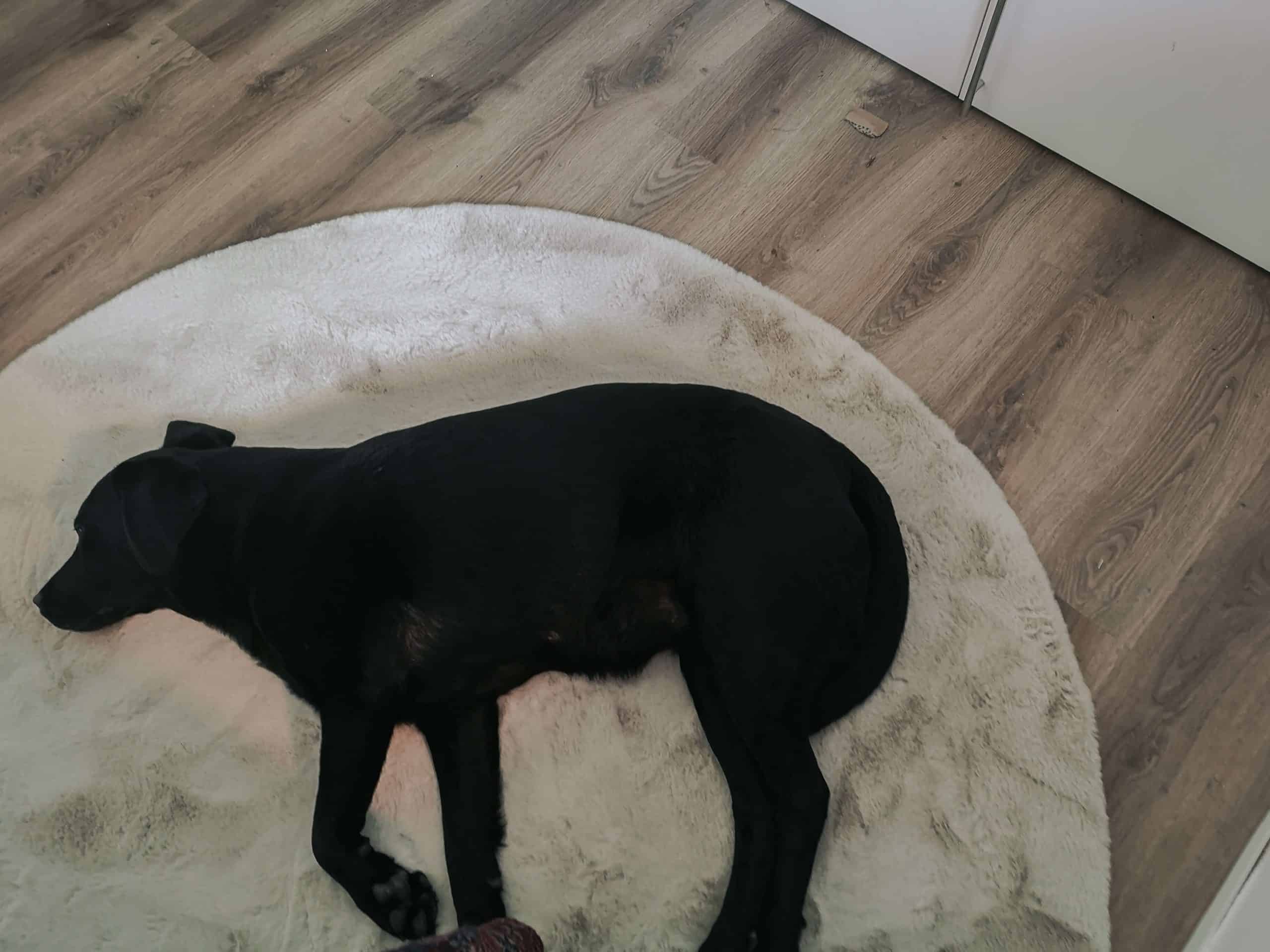interior-einrichtung-homeoffice-arbeitszimmer-hund-tipps