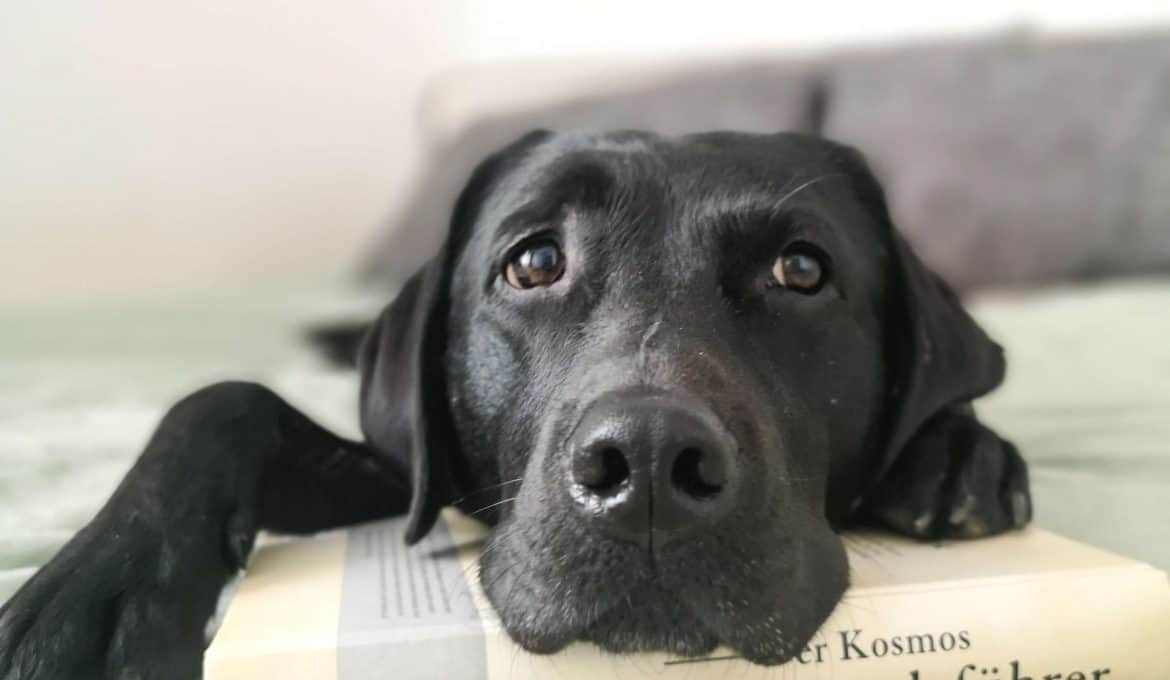 kosmos-hundefuehrer-welcher-hund-passt-zu-mir