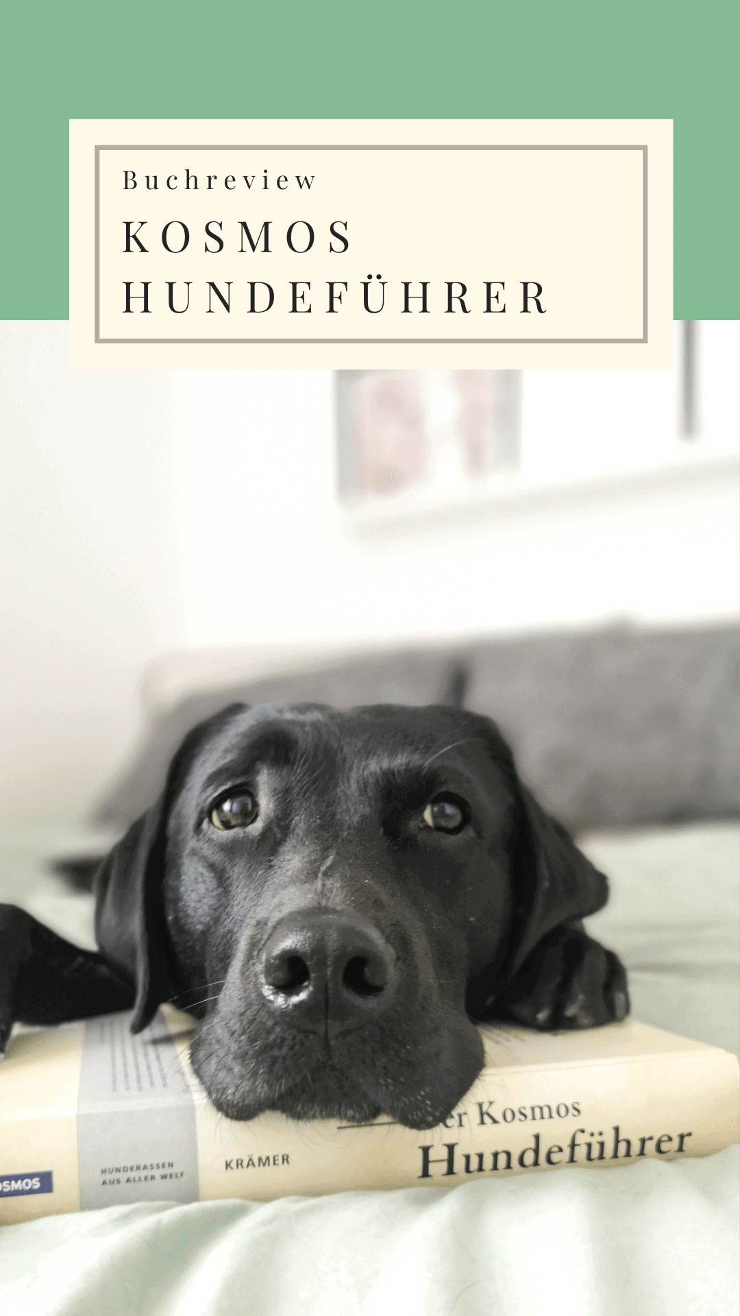 kosmos-hundefuehrer-welcher-hund-passt-zu-mir-rasse-hunderasse