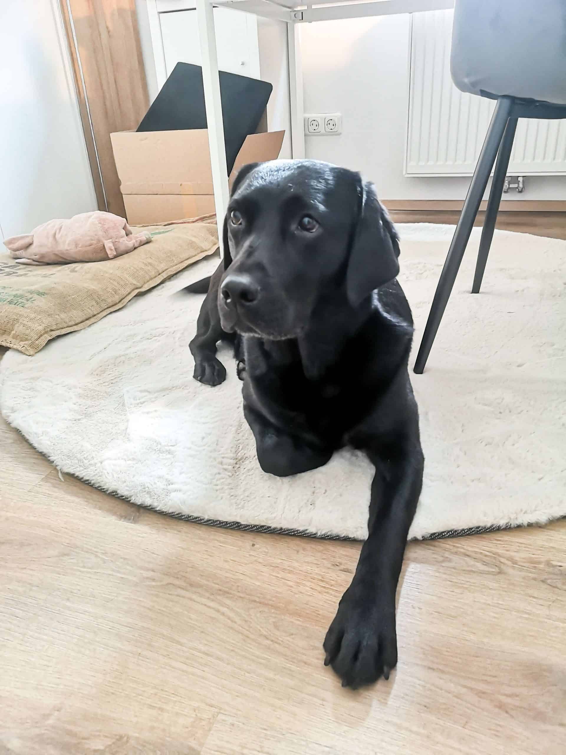 tipps-einrichtung-homeoffice-arbeitszimmer-hund.jpg