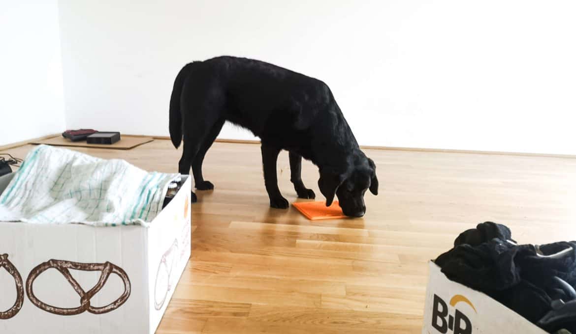 umzug-mit-hund-hilfe-tipps-siedeln
