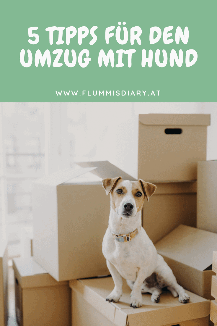 umzug-mit-hund-tipps-hundetrainer-neue-wohnung