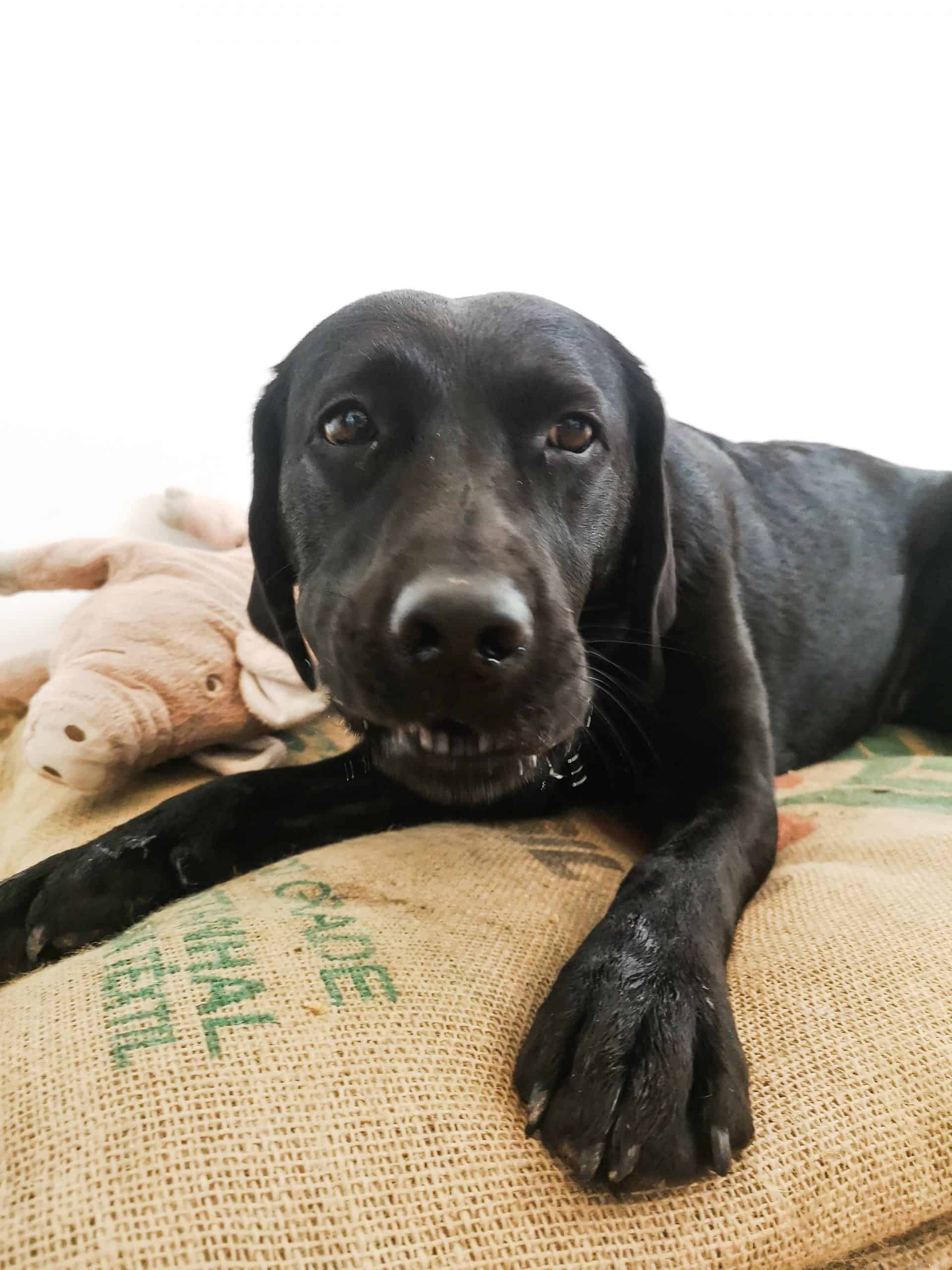umzug-mit-hund-tipps-und-tricks