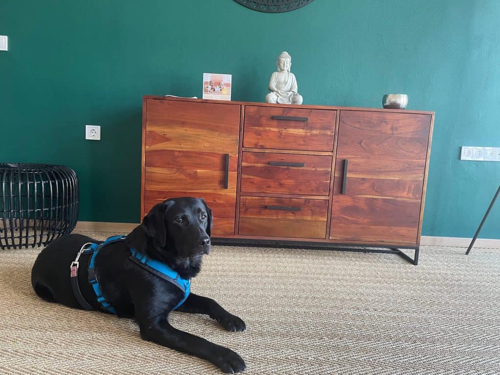 pro-village-franciska-major-ungarn-hundehotel