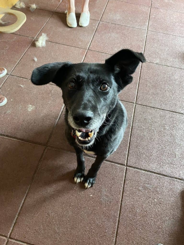 pro-village-initiatives-zweites-leben-hunde-moskau
