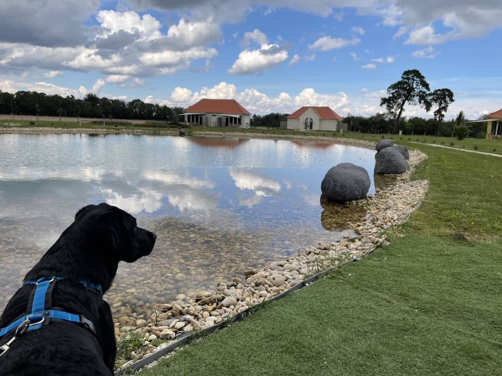 teich-herz-hund-hochzeit-events-ungarn-pro-village